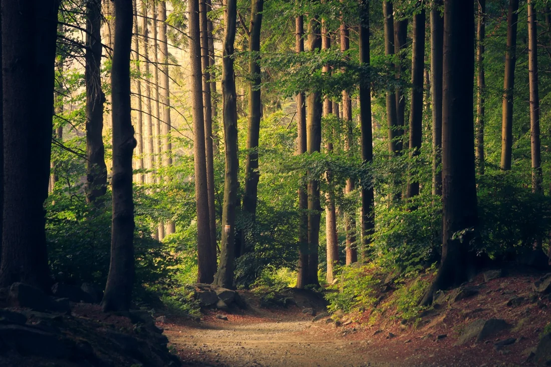 A quiet path through a green forest